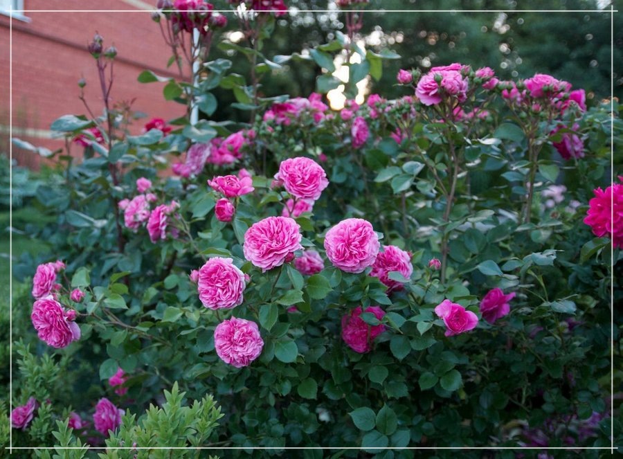 Baronesse róża rabatowa